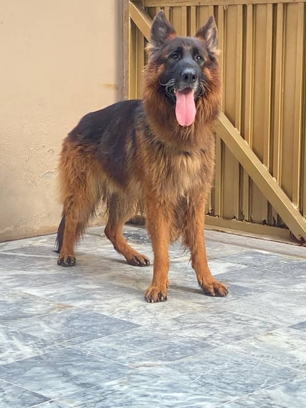 German shepherd male 0