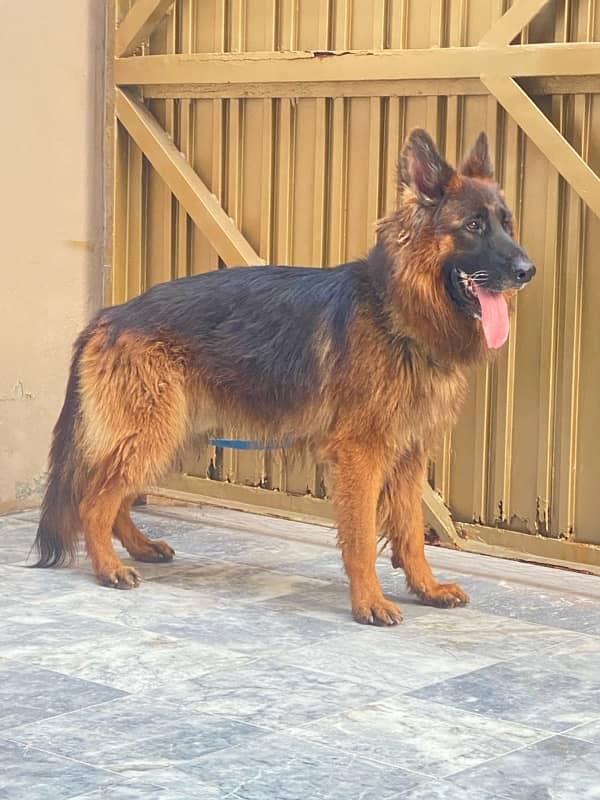 German shepherd male 1