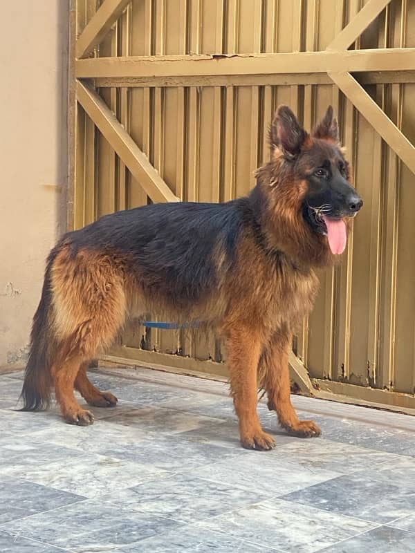 German shepherd male 2