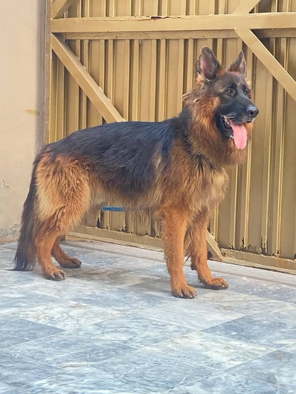 German shepherd male 3