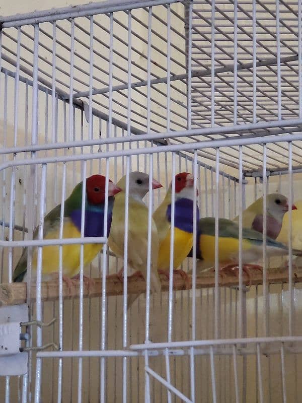 gouldian finch 14 mahni pair breeding 1