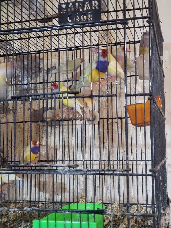 gouldian finch 14 mahni pair breeding 2