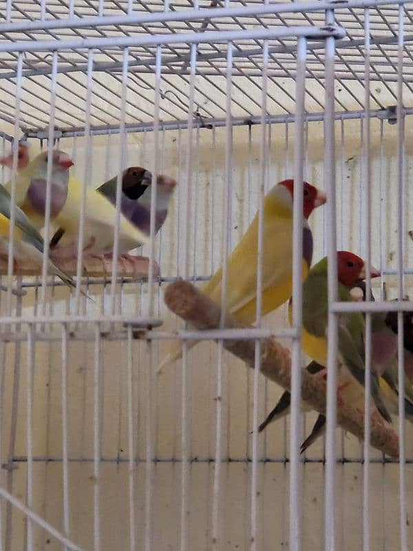 gouldian finch 14 mahni pair breeding 3