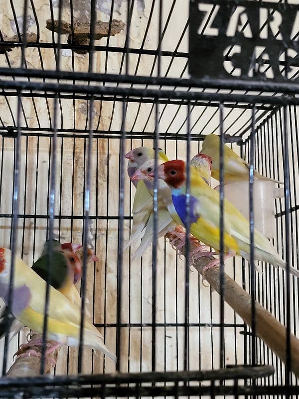 gouldian finch 14 mahni pair breeding 4