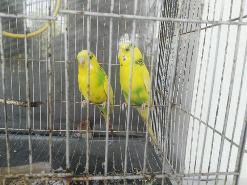 breeder pair for sale 0