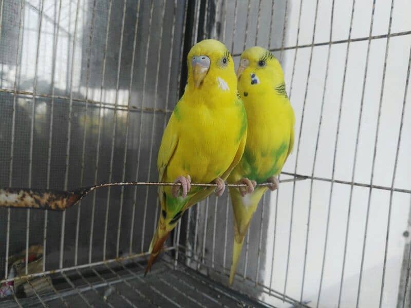 breeder pair for sale 1