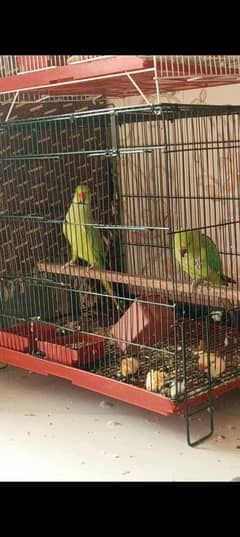 ringneck breeder pair healthy and active, 03064563439