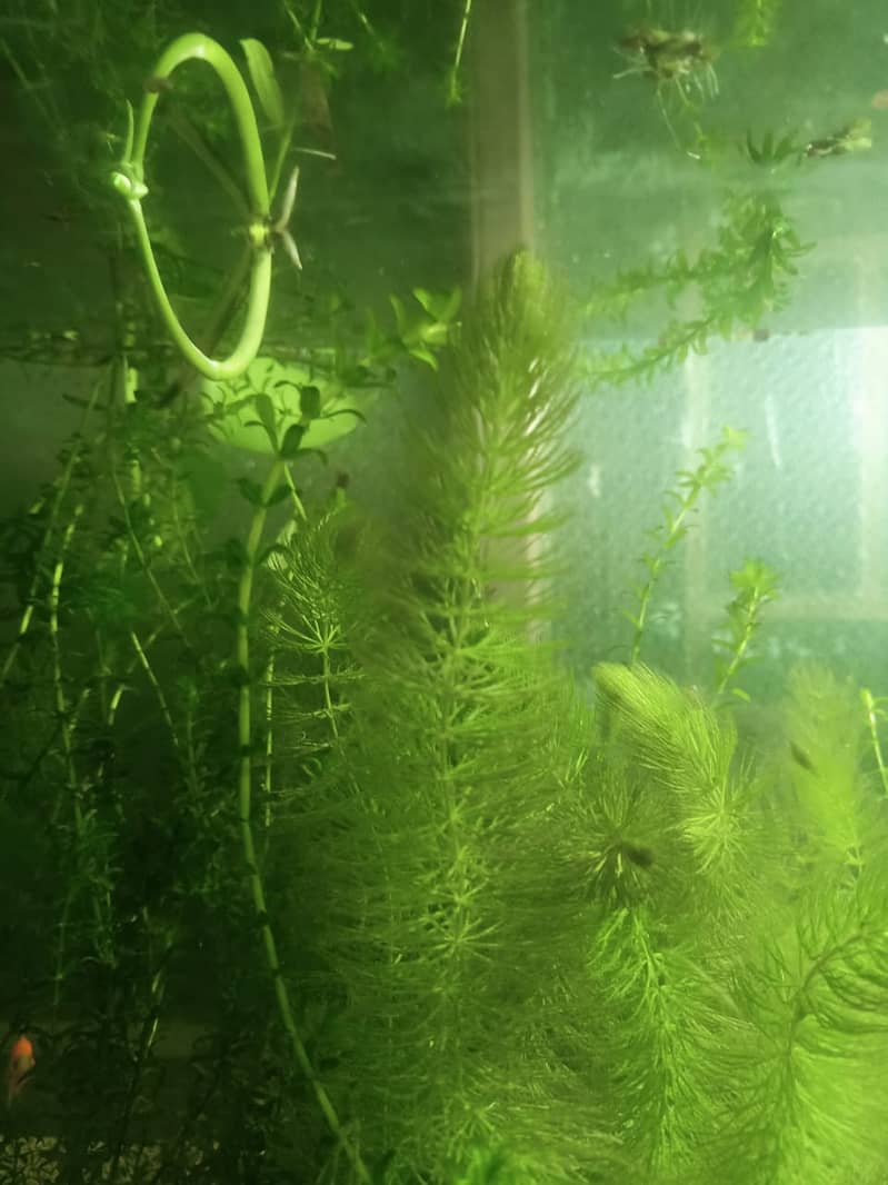 Aquarium river sand and Aquatic plants 4