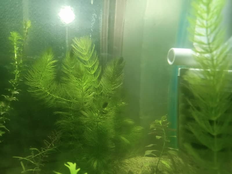 Aquarium river sand and Aquatic plants 6