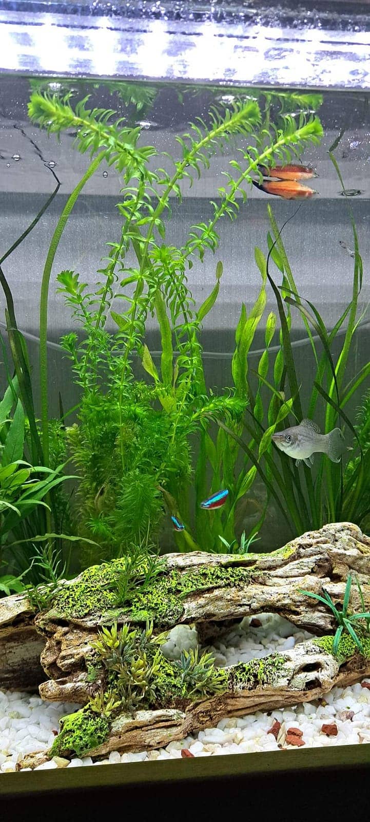 Aquarium river sand and Aquatic plants 7