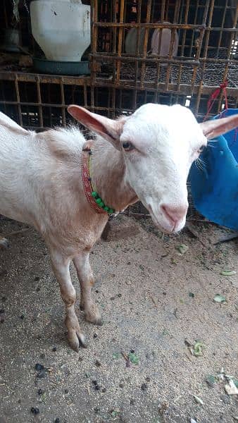 Burberry Bakra aur Burberry Bakri gaban 0