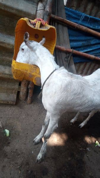 Burberry Bakra aur Burberry Bakri gaban 3