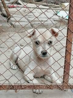 Alsatian bagiyari puppy