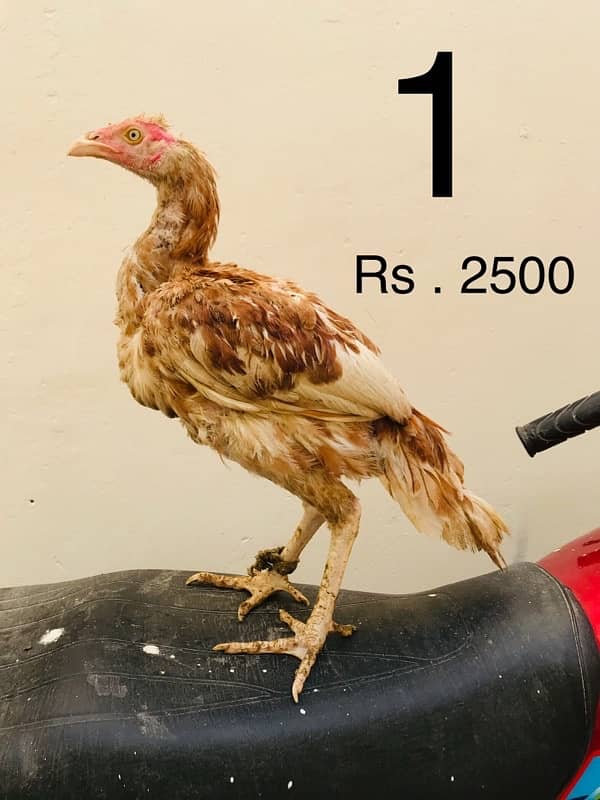 Hens | Aseel chicks | Mianwali breed | Lakha | Breeder| Heera | Lasani 0