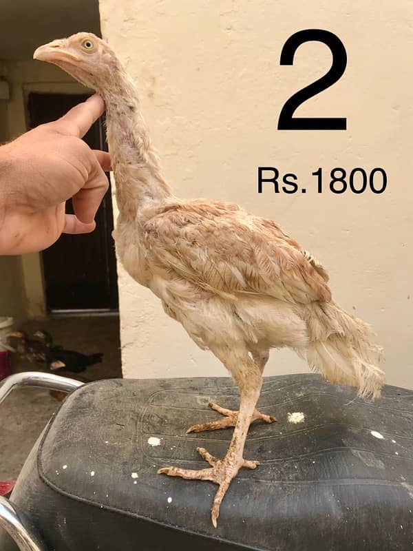 Hens | Aseel chicks | Mianwali breed | Lakha | Breeder| Heera | Lasani 1