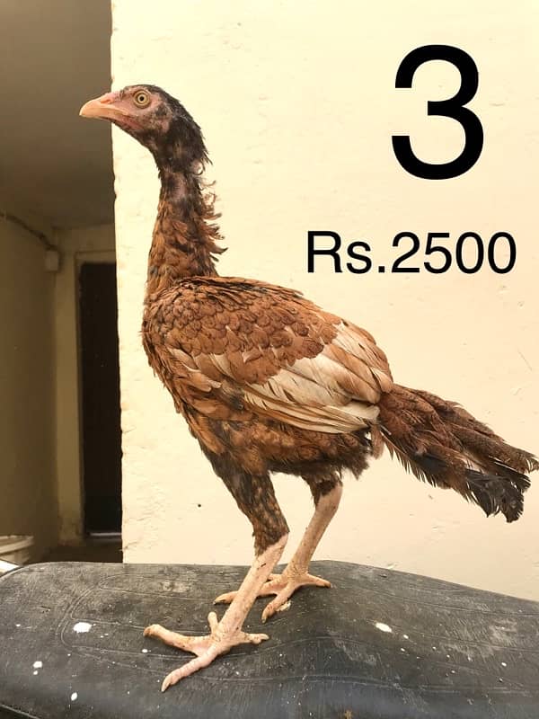 Hens | Aseel chicks | Mianwali breed | Lakha | Breeder| Heera | Lasani 2