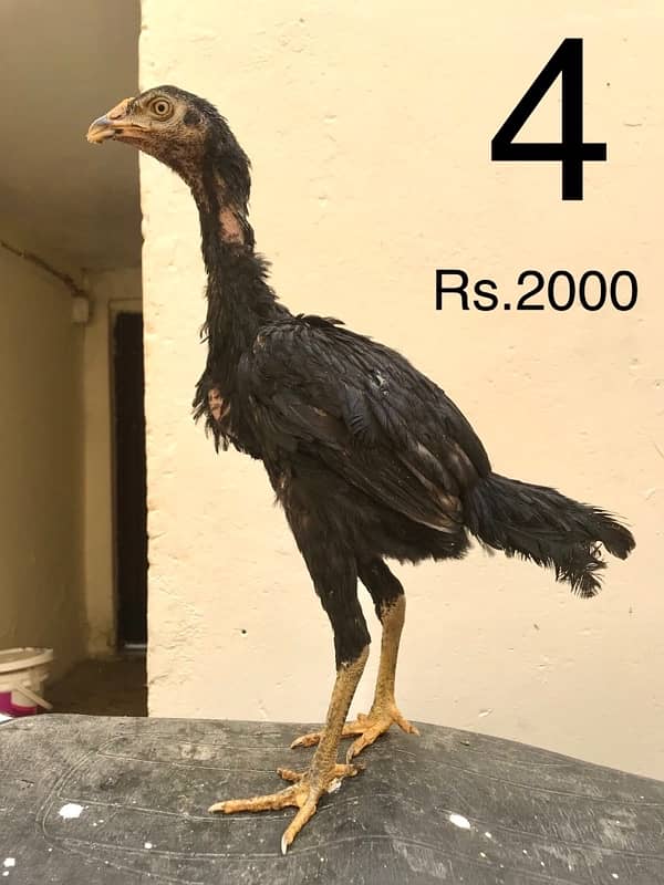 Hens | Aseel chicks | Mianwali breed | Lakha | Breeder| Heera | Lasani 3