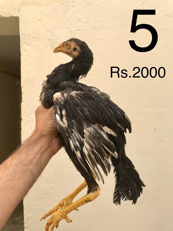 Hens | Aseel chicks | Mianwali breed | Lakha | Breeder| Heera | Lasani 4