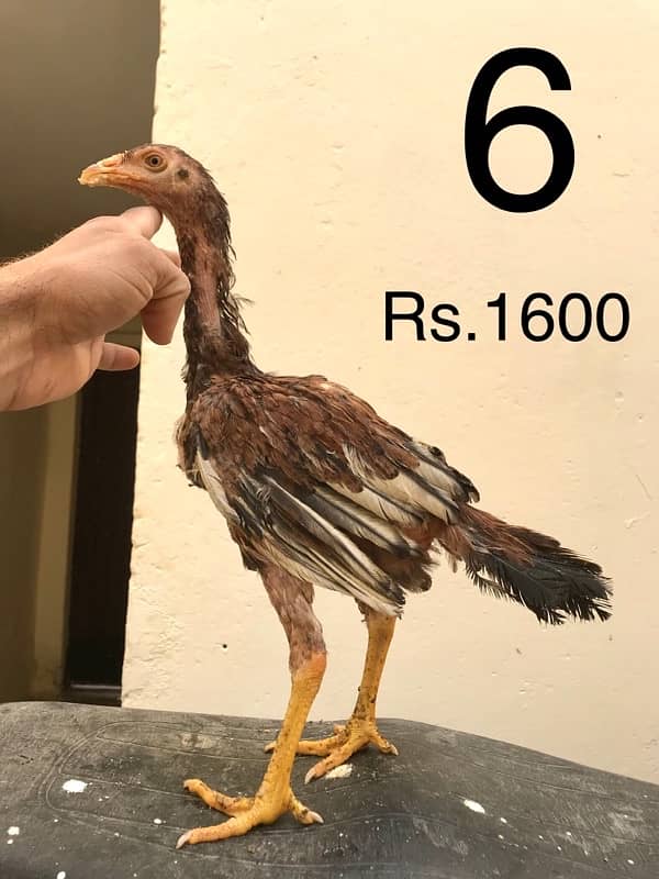 Hens | Aseel chicks | Mianwali breed | Lakha | Breeder| Heera | Lasani 5