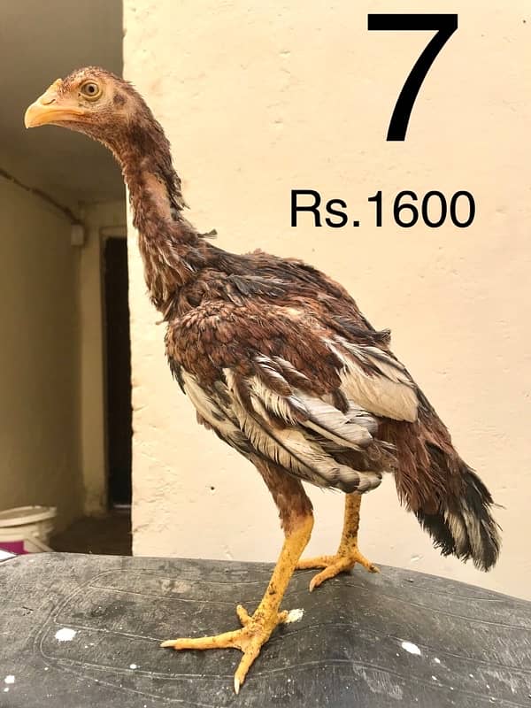 Hens | Aseel chicks | Mianwali breed | Lakha | Breeder| Heera | Lasani 6