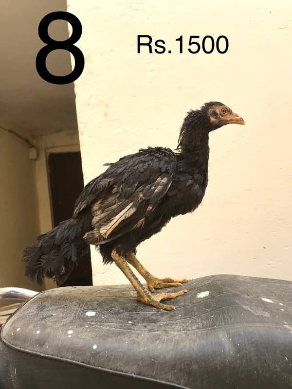 Hens | Aseel chicks | Mianwali breed | Lakha | Breeder| Heera | Lasani 7