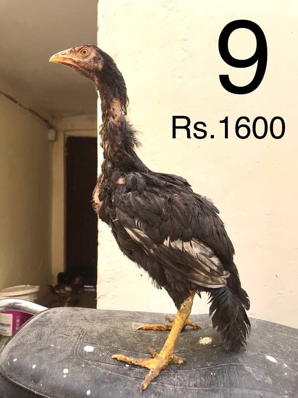 Hens | Aseel chicks | Mianwali breed | Lakha | Breeder| Heera | Lasani 8