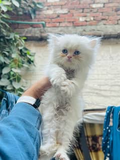 Persian Triple coat punch face kitten