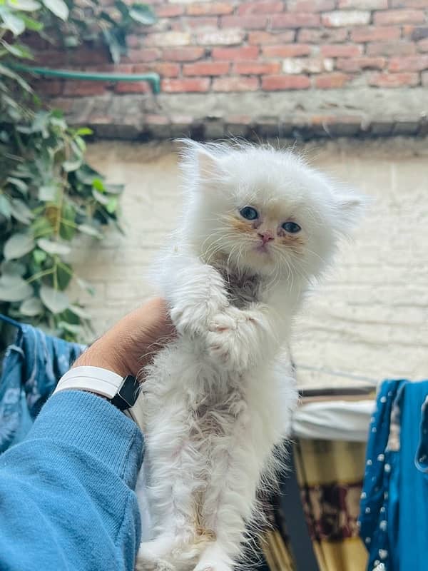 Persian Triple coat punch face kitten 1