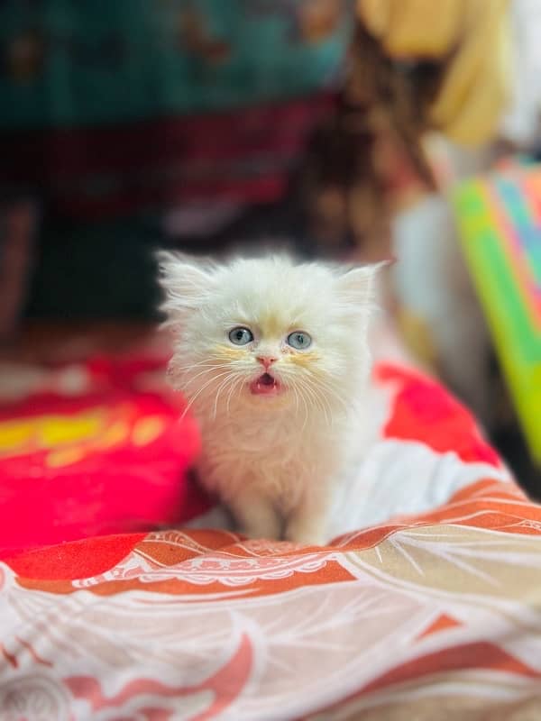 Persian Triple coat punch face kitten 12