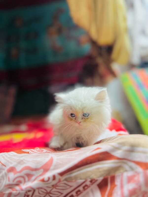 Persian Triple coat punch face kitten 13