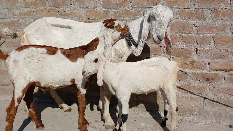 Bakari For Sale | goat with two babies 0