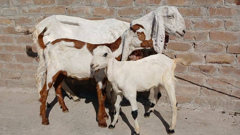 Bakari For Sale | goat with two babies 1