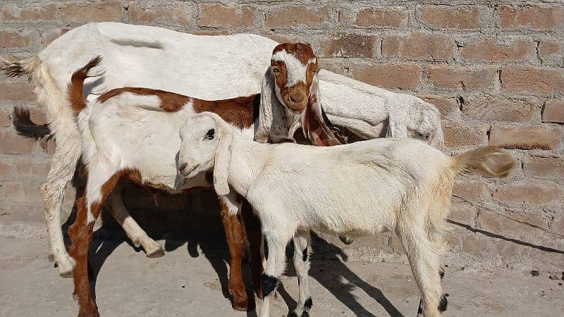 Bakari For Sale | goat with two babies 2