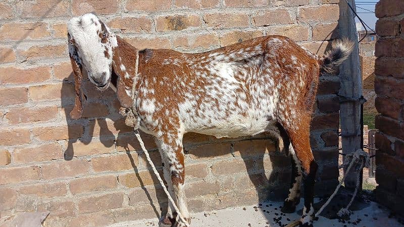 Bakari For Sale | goat with two babies 3