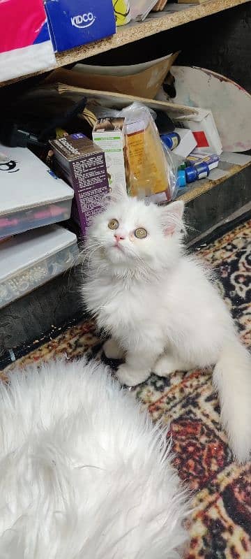 persian imported cat/ kitten 0