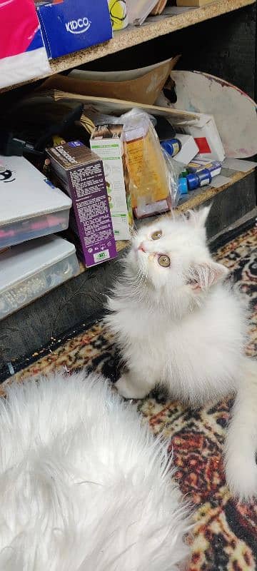 persian imported cat/ kitten 1