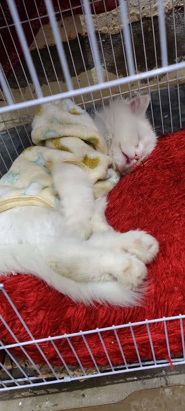 persian imported cat/ kitten 4