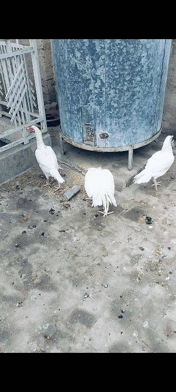 White heera chicks 0