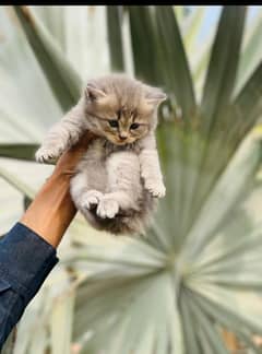 Persian kitten