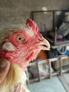 Heera breeder murg for sale