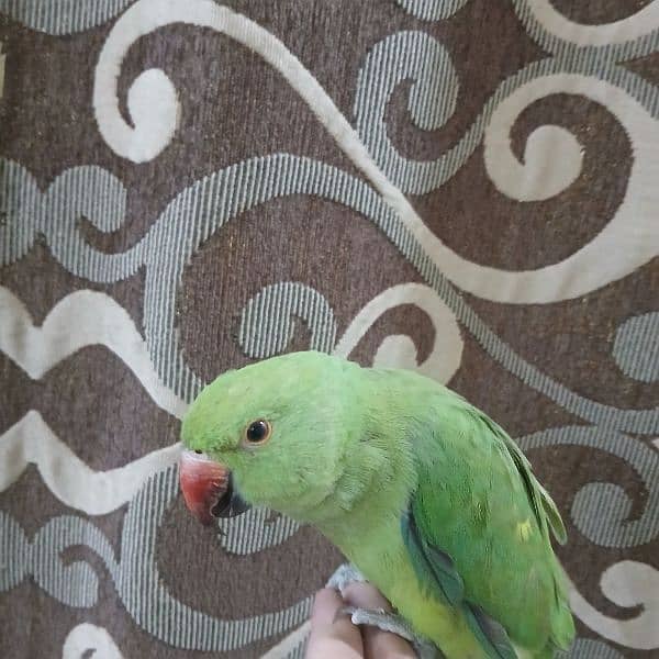 ringneck parrot fully tamed with big cage 1