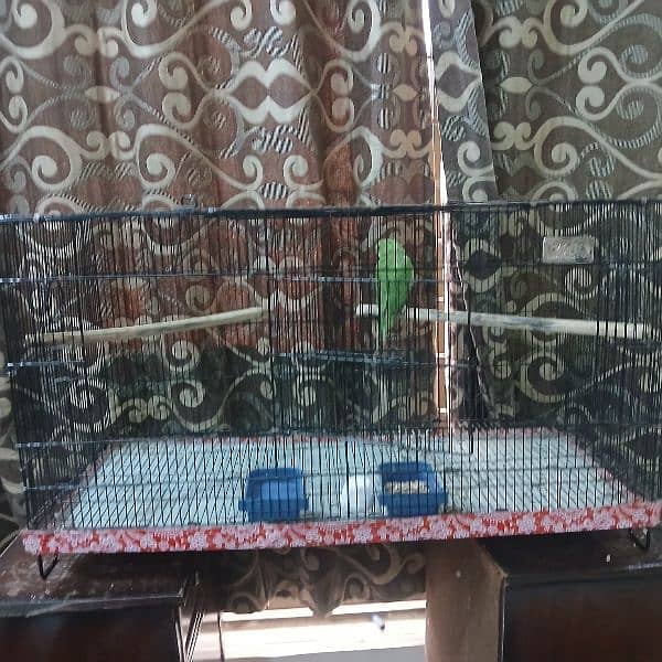 ringneck parrot fully tamed with big cage 3