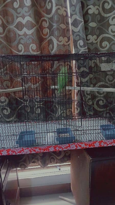 ringneck parrot fully tamed with big cage 5