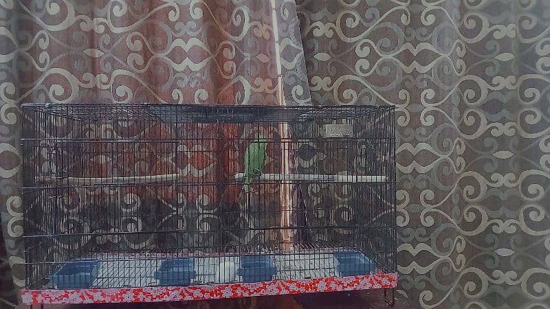 ringneck parrot fully tamed with big cage 8