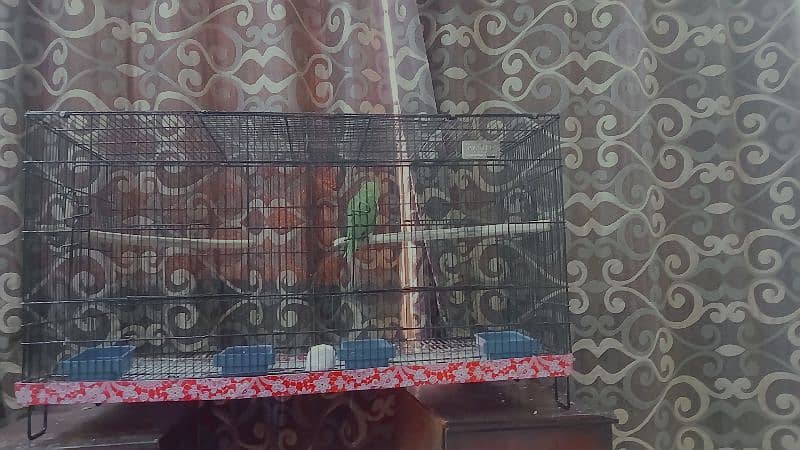 ringneck parrot fully tamed with big cage 9