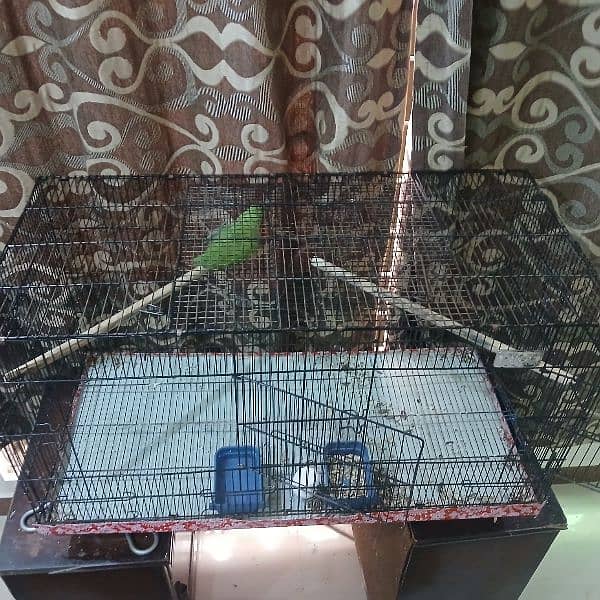 ringneck parrot fully tamed with big cage 10