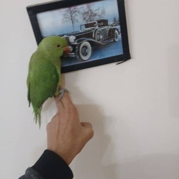 ringneck parrot fully tamed with big cage 12