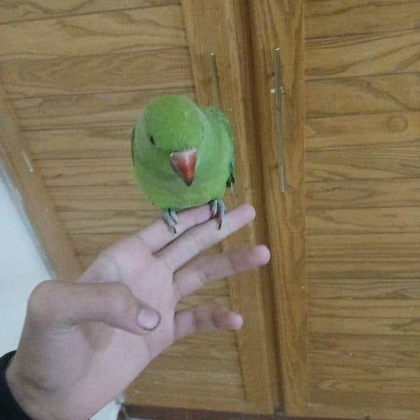 ringneck parrot fully tamed with big cage 2