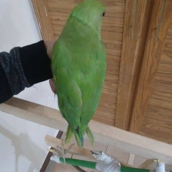 ringneck parrot fully tamed with big cage 13