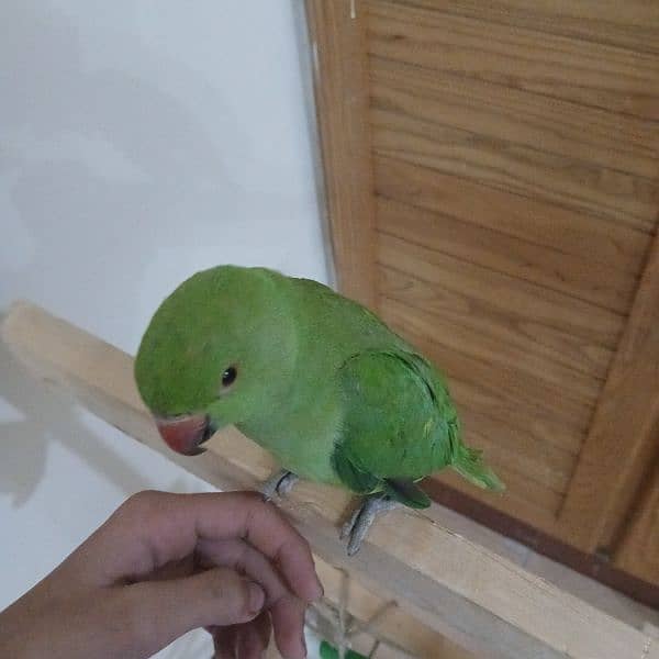 ringneck parrot fully tamed with big cage 14